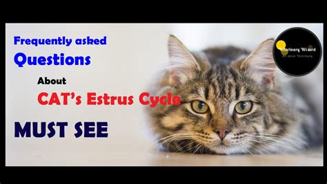 Frequently asked question about Cat Estrous Cycle II Pet Care II ...