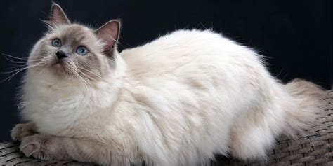 Ragdoll – cat with blue eyes | DinoAnimals.com