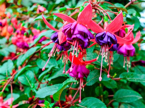 How to grow and care for fuchsia | Love The Garden