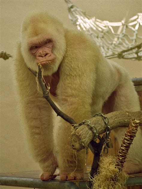 TIL Snowflake is the only known albino gorilla. He was a resident of ...