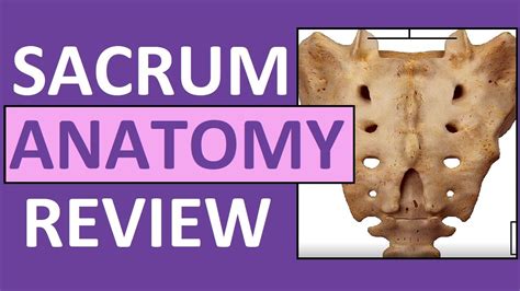 Superior Articular Process Sacrum