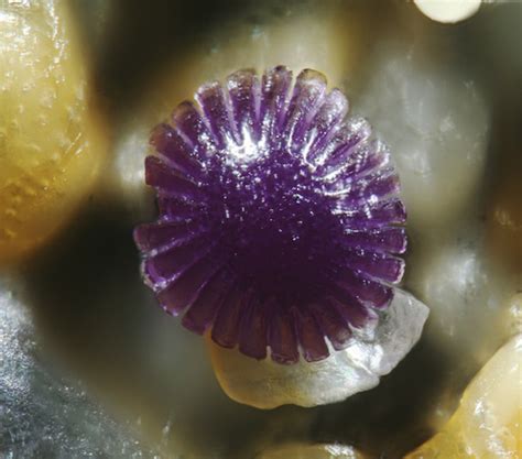 Astonishing Images of Sand Grains Magnified Under High Powered Light ...