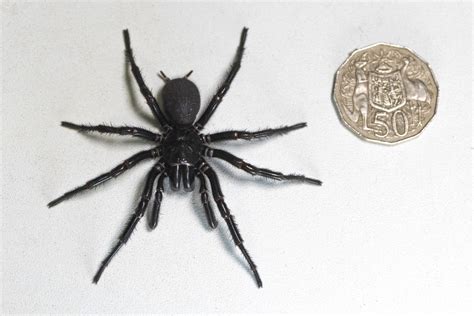 The largest male specimen of the world’s most poisonous spider has been ...