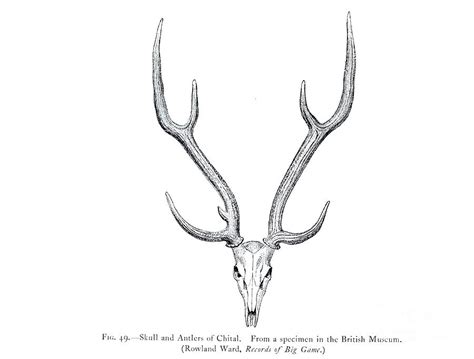 Skull and antlers of the chital Axis axis o1 Drawing by Historic ...