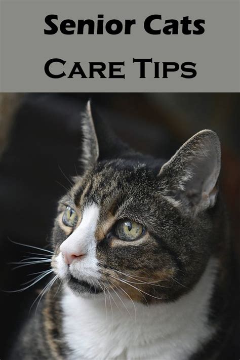 7 Senior Cats Caring Tips -Cat Care and Health | Senior cat care, Cat ...