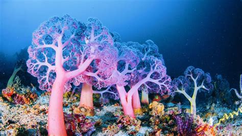 How Deep-Sea Coral Reefs Protect Marine Biodiversity | LIVEKINDLY