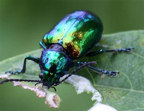 Ohio Birds and Biodiversity: Small bugs, beautiful and otherwise