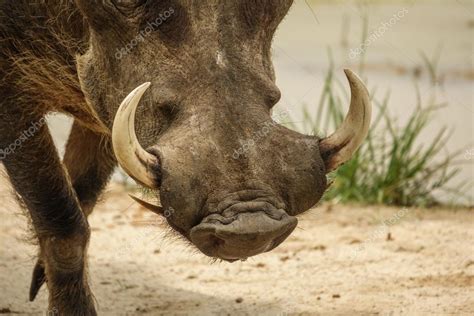 Common warthog tusks — Stock Photo © Saaaaa #124001274