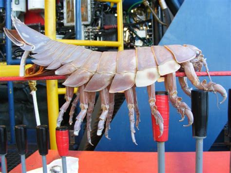 Giant Isopods: The Woodlouse Of The Sea • Lazer Horse