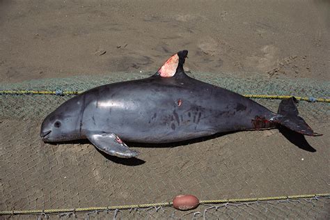 Captive breeding is a final roll of the dice for the vaquita | New ...