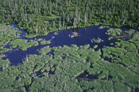 Deep in the Wilderness, the World’s Largest Beaver Dam Endures - Yale E360