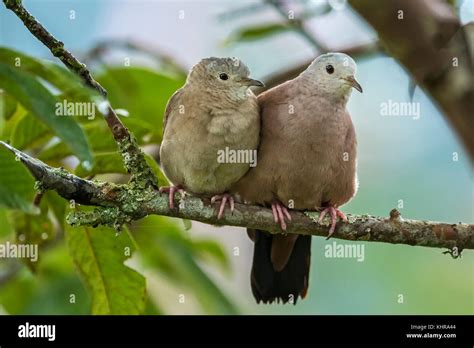 Ruddy Ground-Dove (Columbina talpacoti) female and male, Guacharo Cave ...