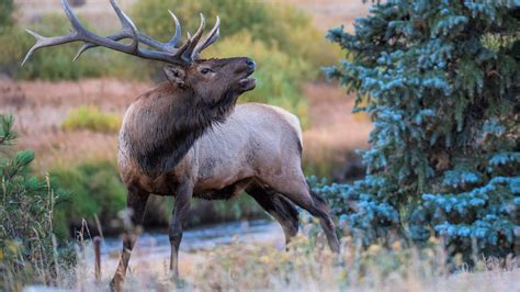 Careless Rocky Mountain tourists learn just how high a bull elk can ...