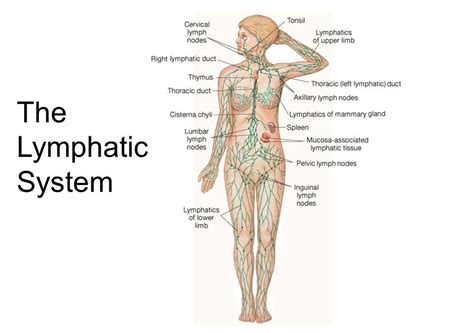 Lymphatic System | Functional Medicine | Coast Chiropractic Clinic Hove