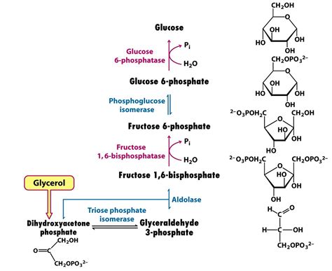 Glycolysis Diagrams | 101 Diagrams