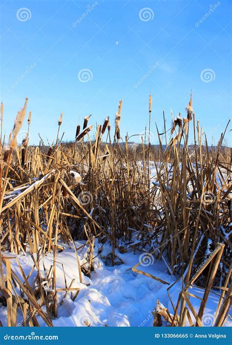 A Field of Cattails in the Winter Stock Image - Image of herbs, snow ...