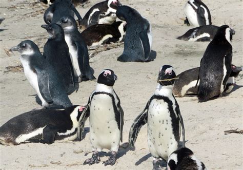 Quirky Attraction: The Penguins of Boulders Beach, South Africa ...