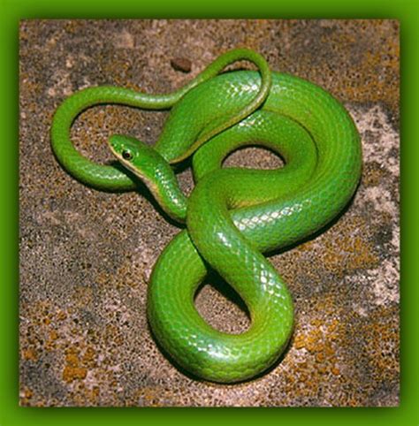 Green Smooth Snake - The smooth greensnake (Opheodrys vernalis) is a ...