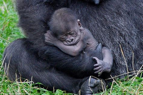 Baby gorilla is cradled by her 16-stone mother after being born in ...