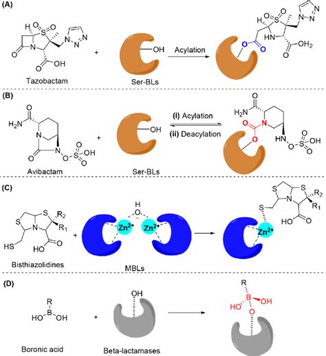 General mechanism of β-lactamase inhibitors. (A) Acylation of ...