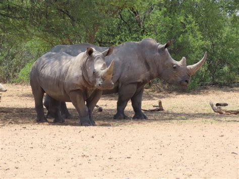 Why Rhinos Need Their Horns - Baby Rhino Rescue