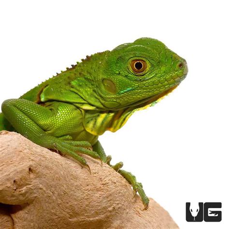 Baby Green Iguanas (Iguana iguana) For Sale - Underground Reptiles