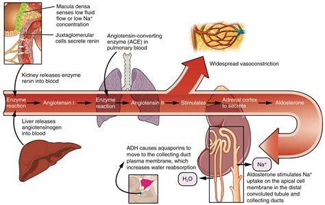 This diagram shows the pathway of action of the renin-aldosterone ...