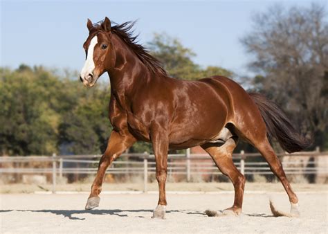 Quarter Horse Breed Profile - with History and Pictures - Helpful Horse ...