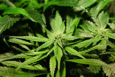 Green young blooming marijuana buds 2253346 Stock Photo at Vecteezy