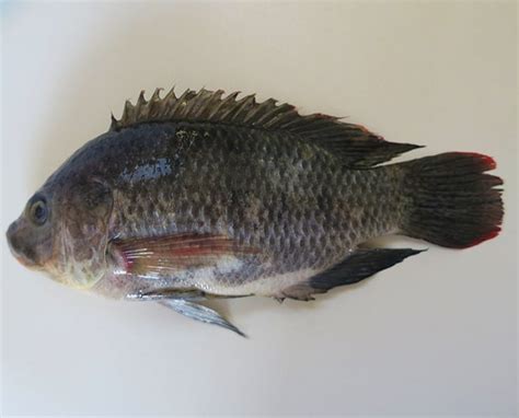 Mozambique Tilapia