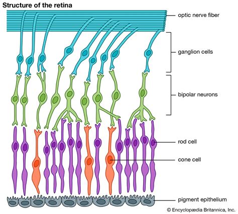 Human eye - Retina, Optic Nerve, Vision | Britannica