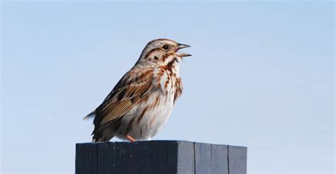 Why Do Birds Sing in the Morning? - The Worlds Rarest Birds