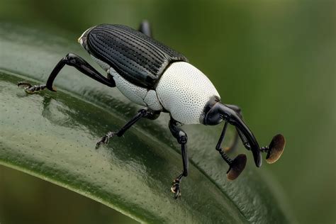 Black & white weevil | This peculiar weevil (Cercidocerus al… | Flickr