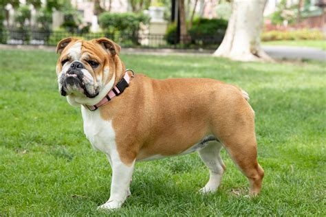 6 Top types of bull dogs - 9Pet