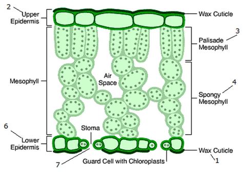 Plants - The Leaf Diagram | Quizlet