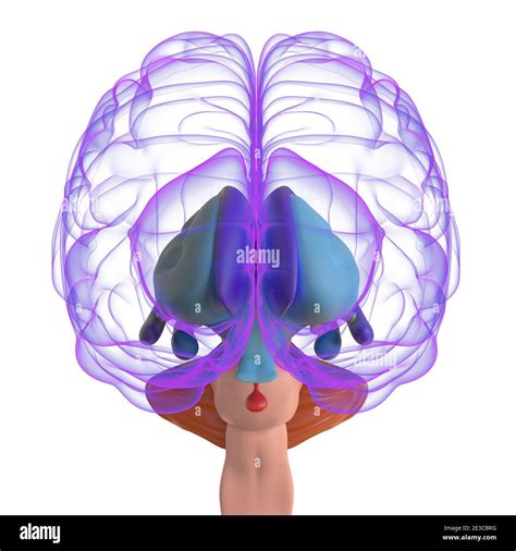 Human Brain Anatomy For Medical Concept 3D Illustration Stock Photo - Alamy