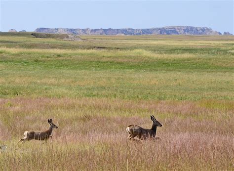 Dina's City Wildlife Adventures: Wild animals in the Badlands