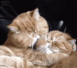 Cat Cuddles GIFs - Get the best GIF on GIPHY