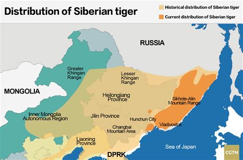 Siberian Tiger Range