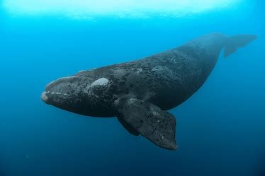 Right Whales | National Geographic