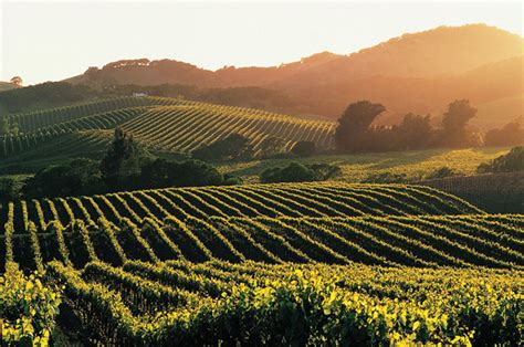 Napa Valley - Romero Vineyard Management & Services | Napa, Sonoma