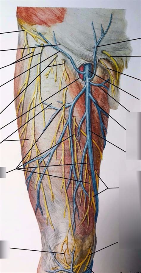 Superficial nerves and veins of thigh (anterior view) Diagram | Quizlet