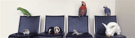 Consider Adding Exotic Pets to Your Practice - Vetsource