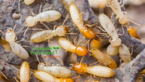 Tentless Termite Treatment: How does it Work? - Termite Pest Control