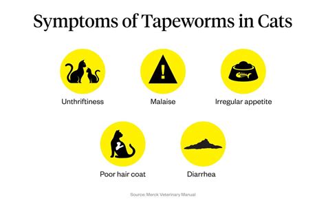 Tapeworm Infection In Cats: Causes, Symptoms & Treatments | Dutch