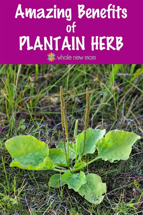 Plantain Herb Benefits and Uses from a Pesky Weed! | Whole New Mom