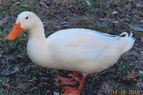 White Pekin Ducks - Waterfowl Hatchery | Cackle Hatchery®