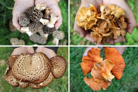 13+ Edible Wild Mushrooms for Beginners — Practical Self Reliance