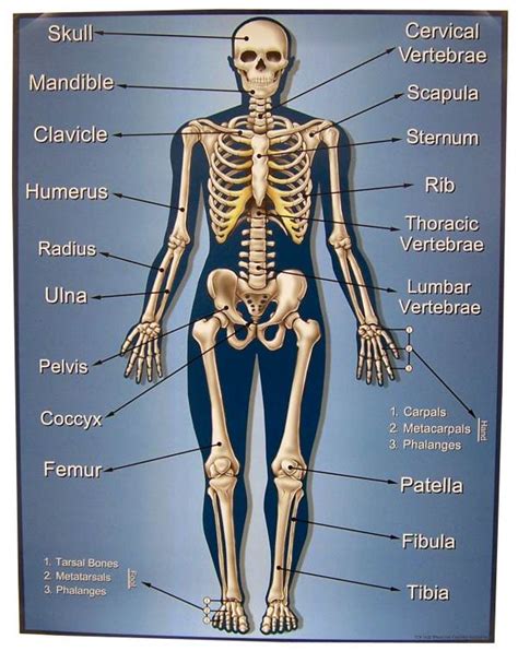 Skeleton Chart | Teacher Created Resources