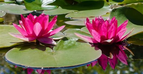 Top Ten Aquatic Plants for Water Gardens in East Tennessee - Willow ...